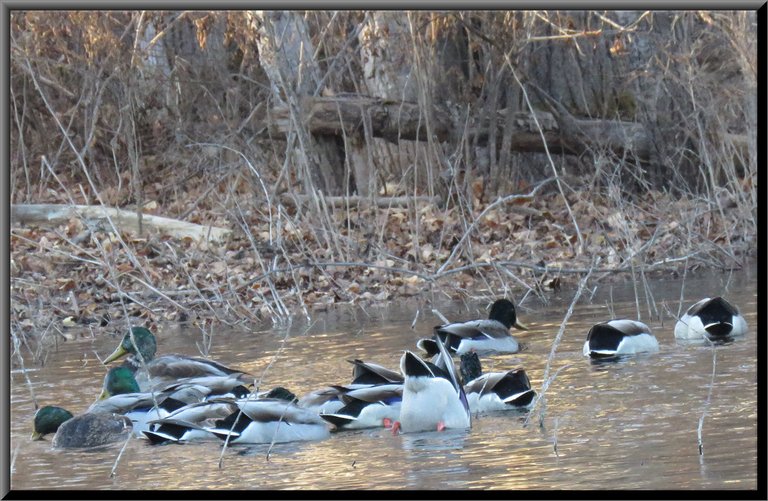 mallard ducks feeding at edge of pond.JPG