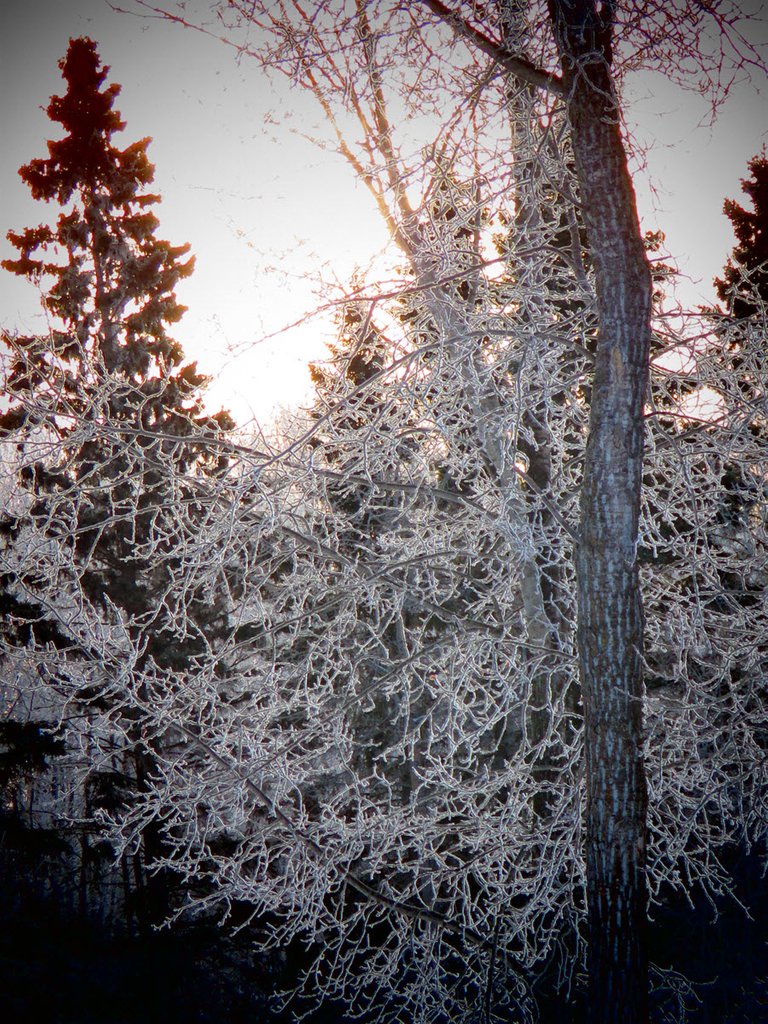 focused view of ice covered poplar branches spruce trees behind.JPG