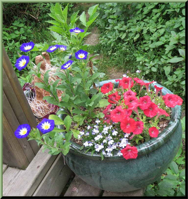 pot of flowers on deck for hummingbirds.JPG