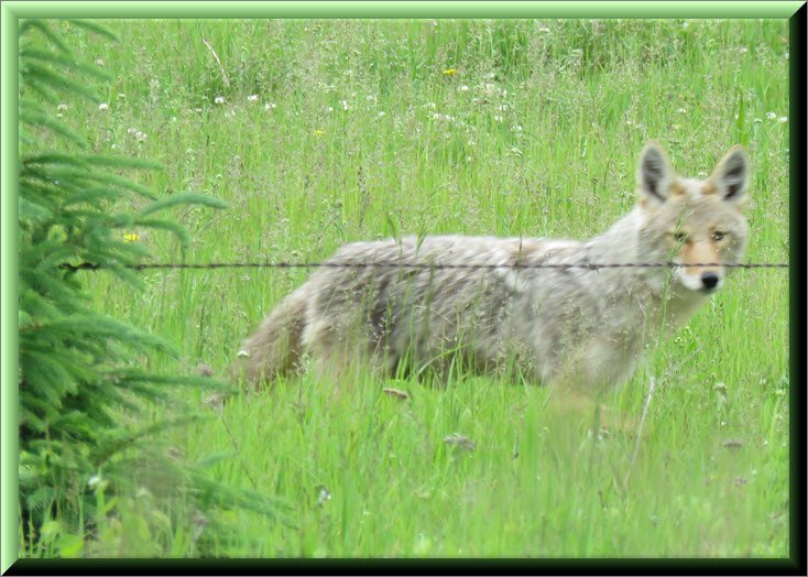 close up of coyote looking at me.JPG