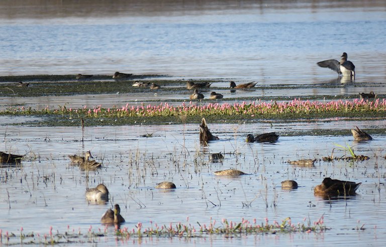 ducks swimming and feeding around highlighted band of pink water plants.JPG