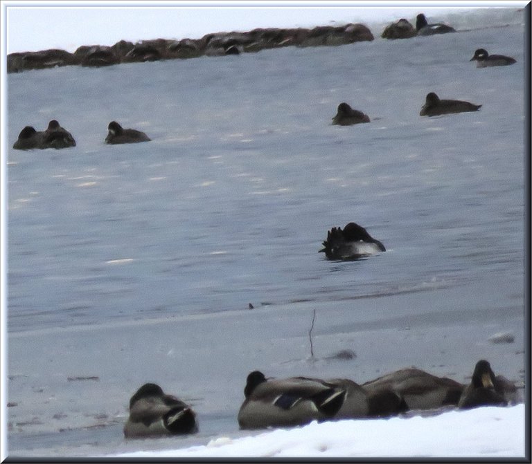 mallard ducks resting on ice edge of pond ring necked ducks bufflehead swimming.JPG