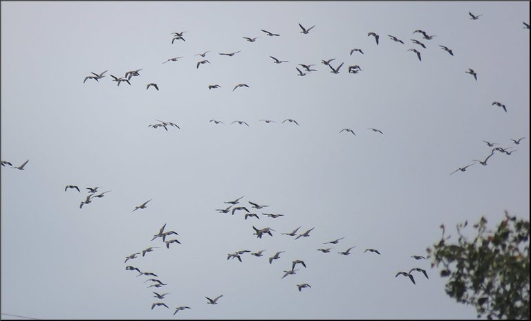 massive amount of Canada geese flying in the sky.JPG