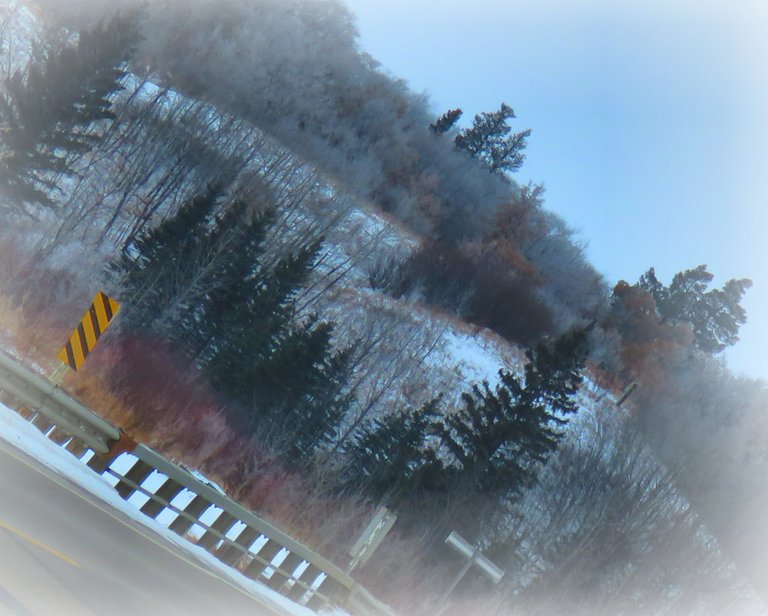 hillside covered with frosted poplar spruce and red willow.JPG