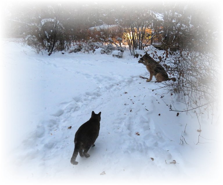 jj on snowy trail by house Bruno sitting on watch.JPG