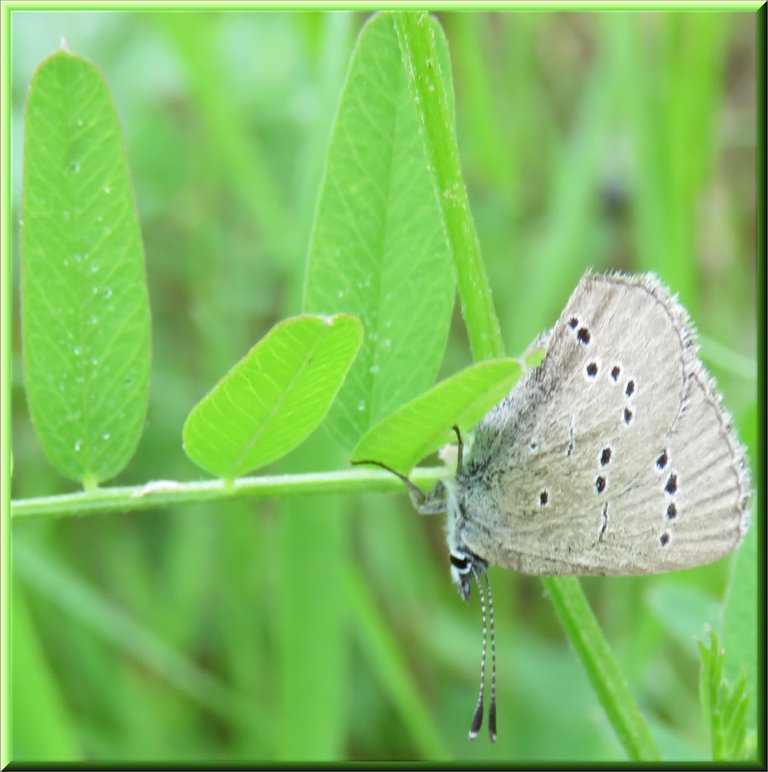 small greyish blue butterfly with ligth blue body and black spots on wing.JPG