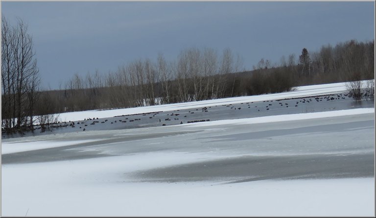 overview of partially frozen pond with ducks on it.JPG