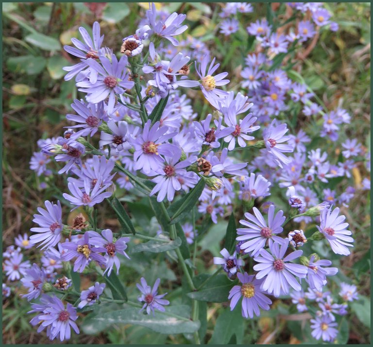 close up bunch of aster blooms.JPG