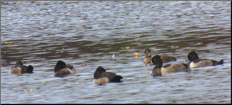 Barrows golden eye ducks 3 heads tucked in resting 2 swimming.JPG