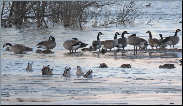 ducks feeding in water Canada geese standing on sandbar resting and grooming.JPG