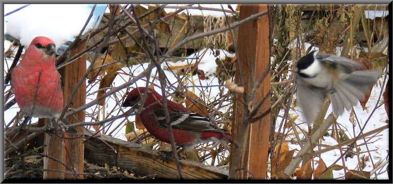 close up male pine grosbeak  sitting in branch by feeder chickadee flying in.JPG