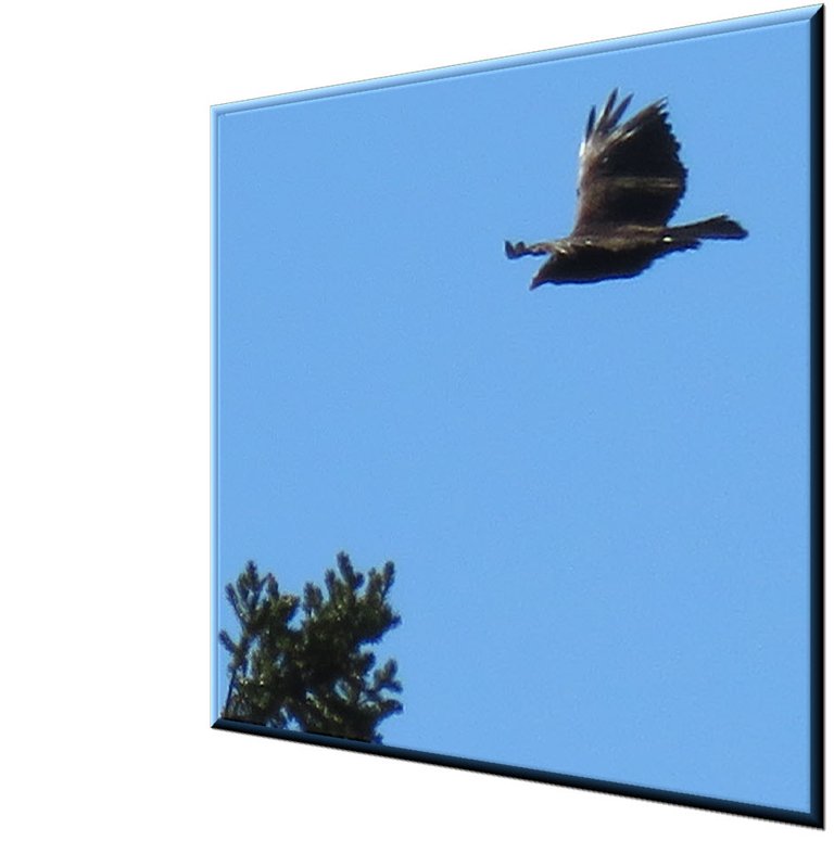 turkey vulture flying overr spruce bough close up.JPG