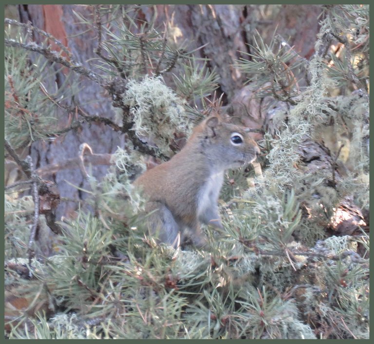 close up squirrel in pine tree.JPG