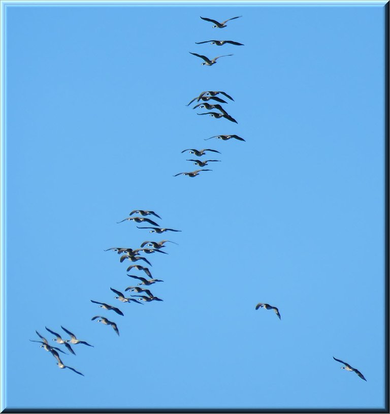 close up Canada Geese flying in formation in blue sky.JPG
