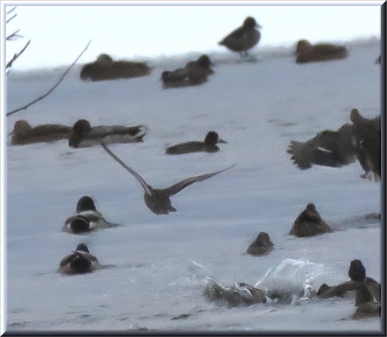 duck taking flight others swimming in icy pond.JPG