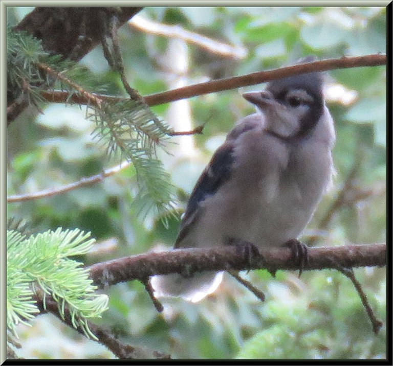 close up blue jay perched in spruce tree.JPG