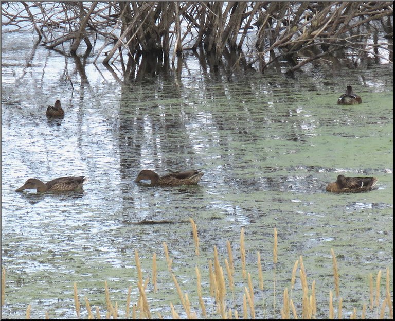 3 ducks resting on the water 2 skimming surface feeding.JPG