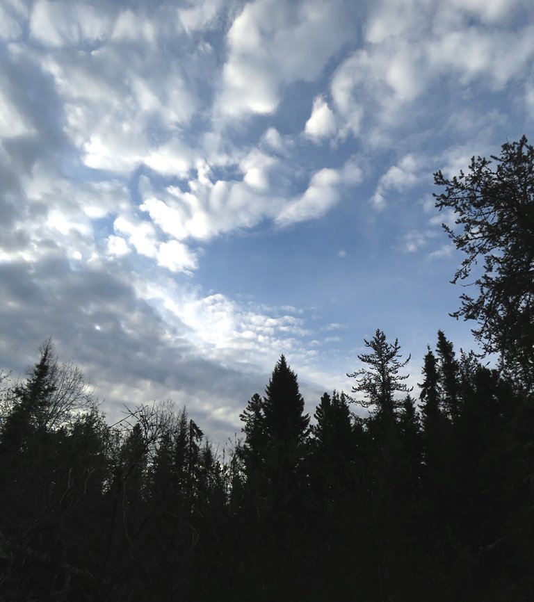 interesting cloud formations above tree silhouettes.JPG