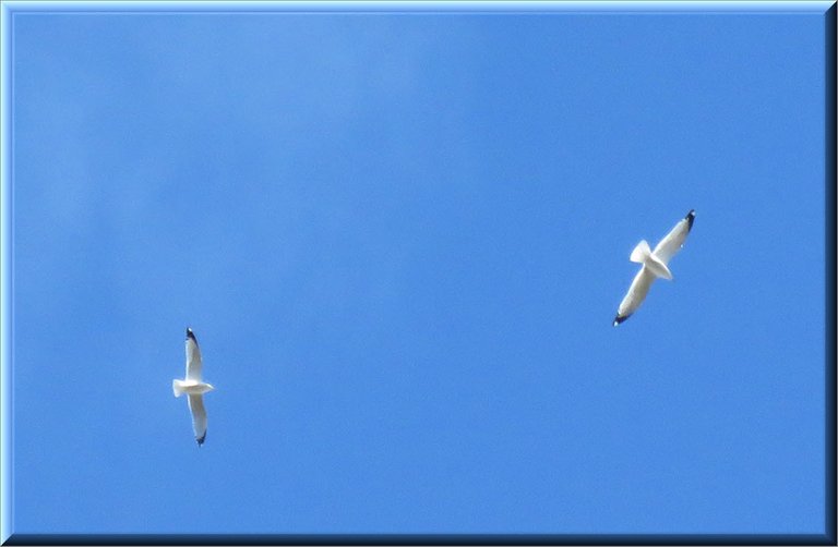 pair of seagulls flying.JPG