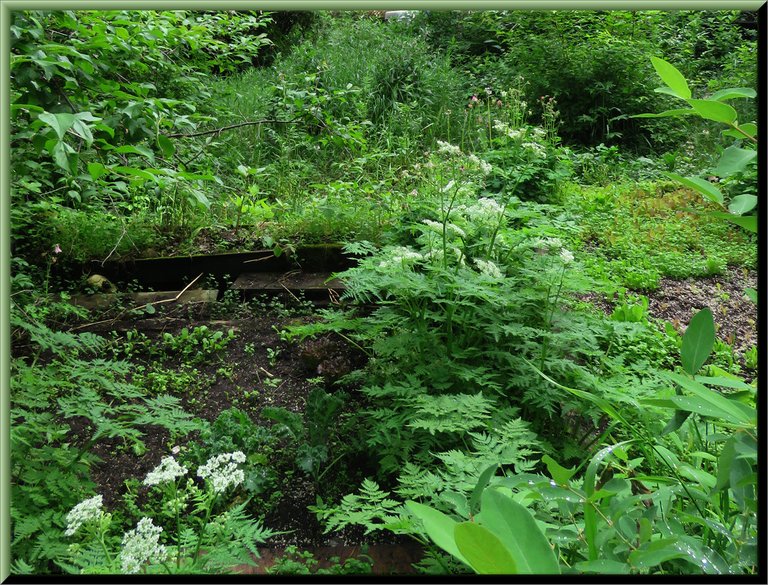 looking over greens garden from haskaps with sweet cicely in bloom.JPG