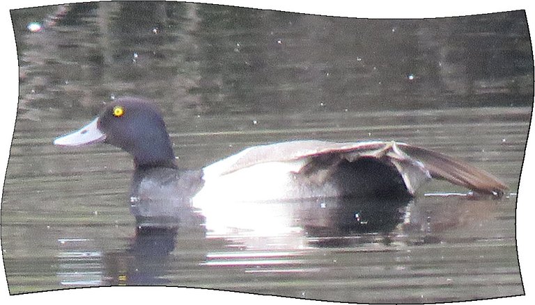close up male Barrows golden eye duck swimming stretching leg out of water under wing.JPG