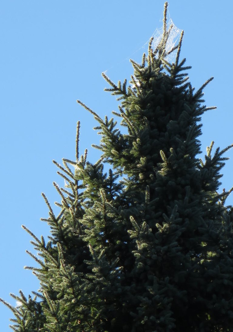 highlighted spiderwebs on spruce tree.JPG