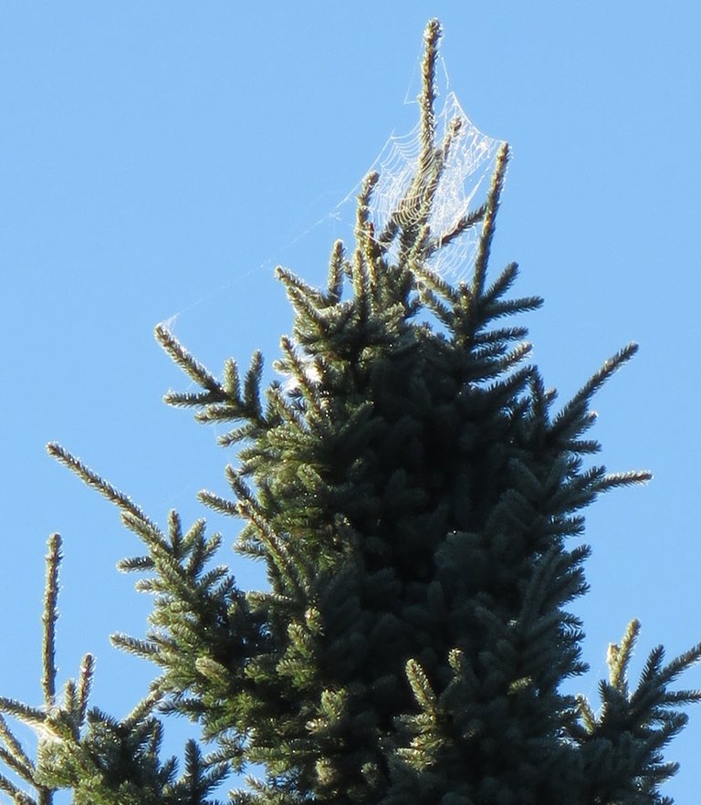 close up highlighted spiderwebs on spruce tree.JPG