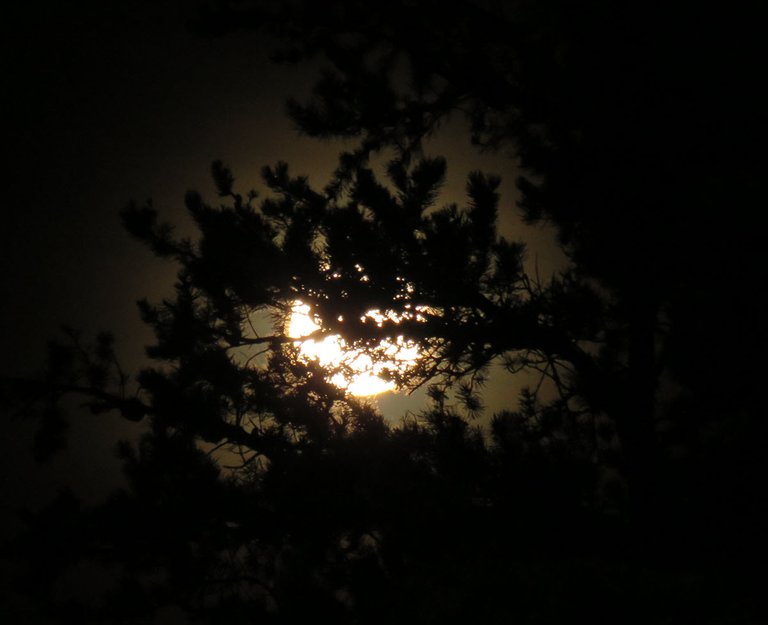 orange full moon shining through pine branches.JPG