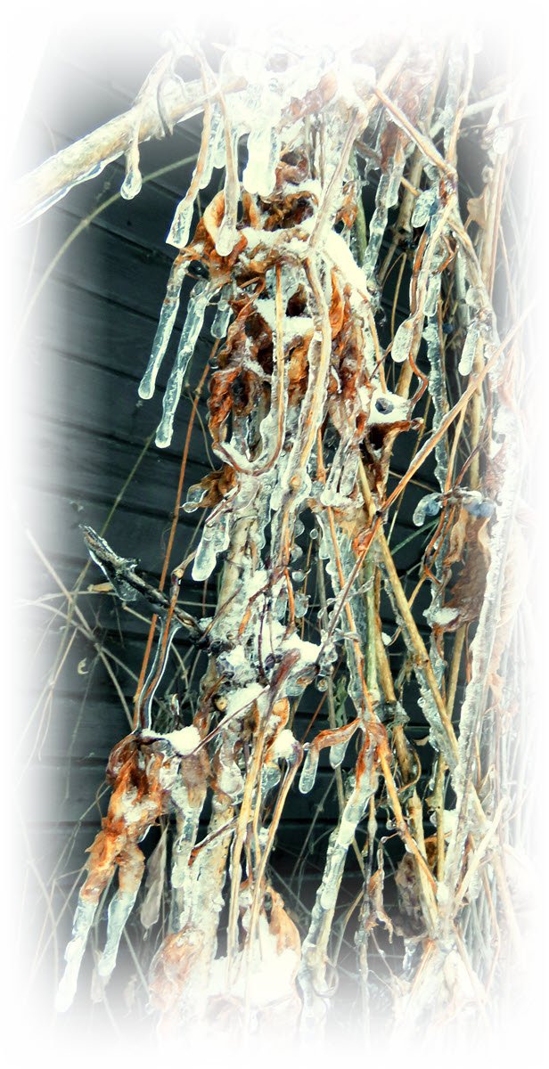 drippy freezing rain coats vine on wall frosted.JPG