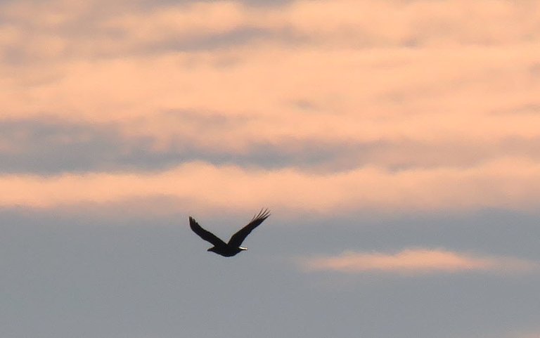 raven in flight with pink clouds in sky.JPG