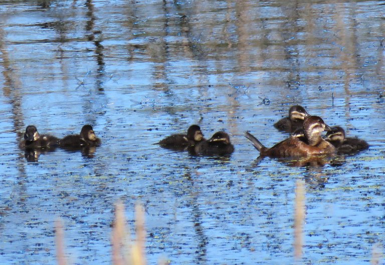 female ruddy duck with 6 ducklings.JPG