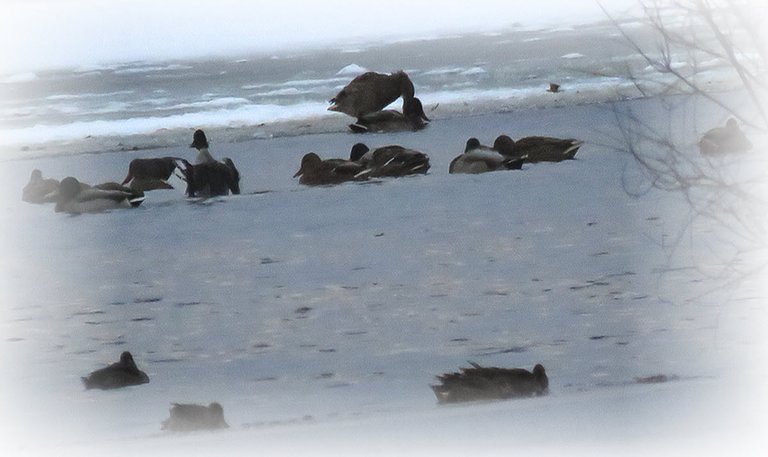 ducks on icy water 1 stretching wings 1 standing on edge of ice.JPG