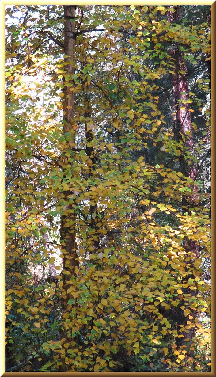 bright yellow on birch tree fall colors.JPG
