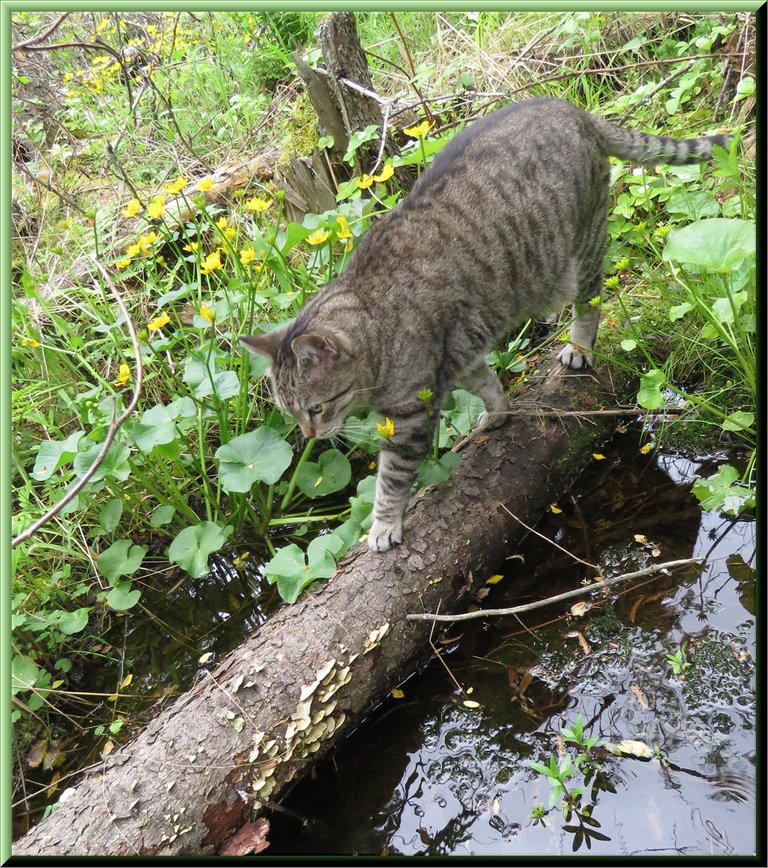 JJ crossing water walking on fallen log.JPG