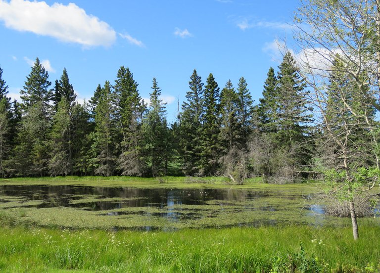 pond scenes with duck families swimming on it.JPG