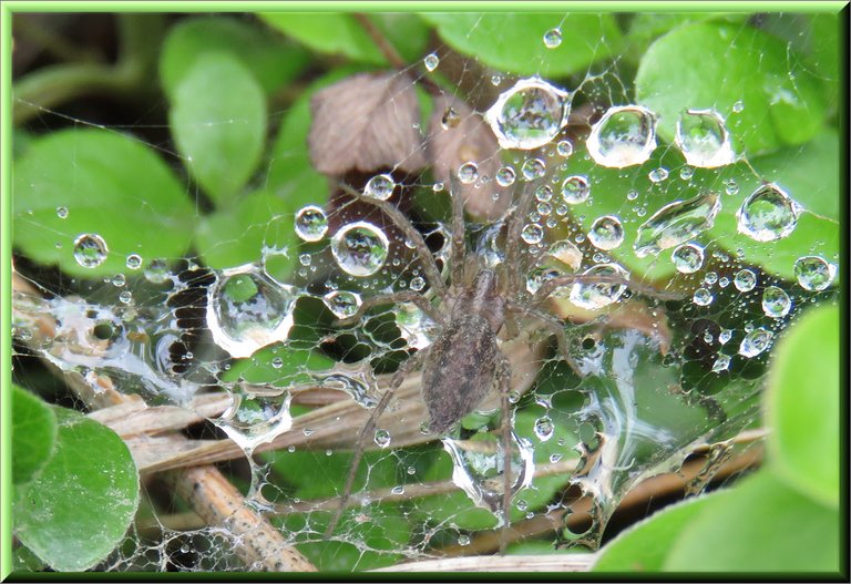 spider on web full of rain drops.JPG