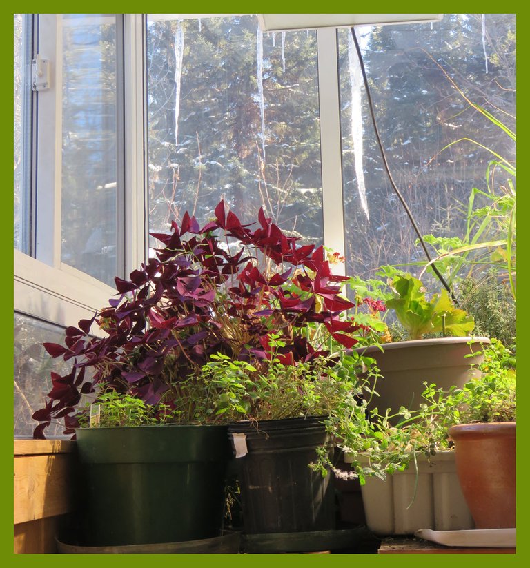 closeup of burgandy oxalis and mint plants with icicles in the window.JPG