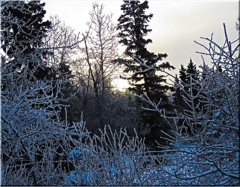 glistening iced bushes in front of spruce trees with sun rising.JPG