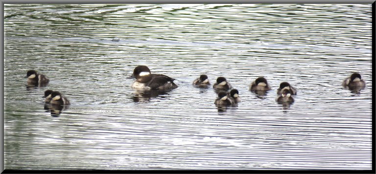 Momma Bufflehead duck and 11 ducklings.JPG
