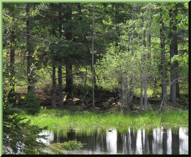 tranquil pond scene.JPG