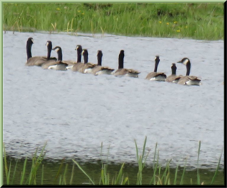 10 Canada Geese swimming in a line.JPG