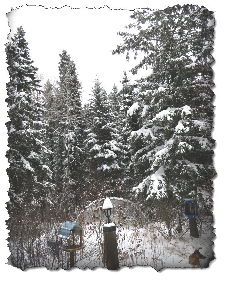 fresh snow on trees view looking north from deck.JPG