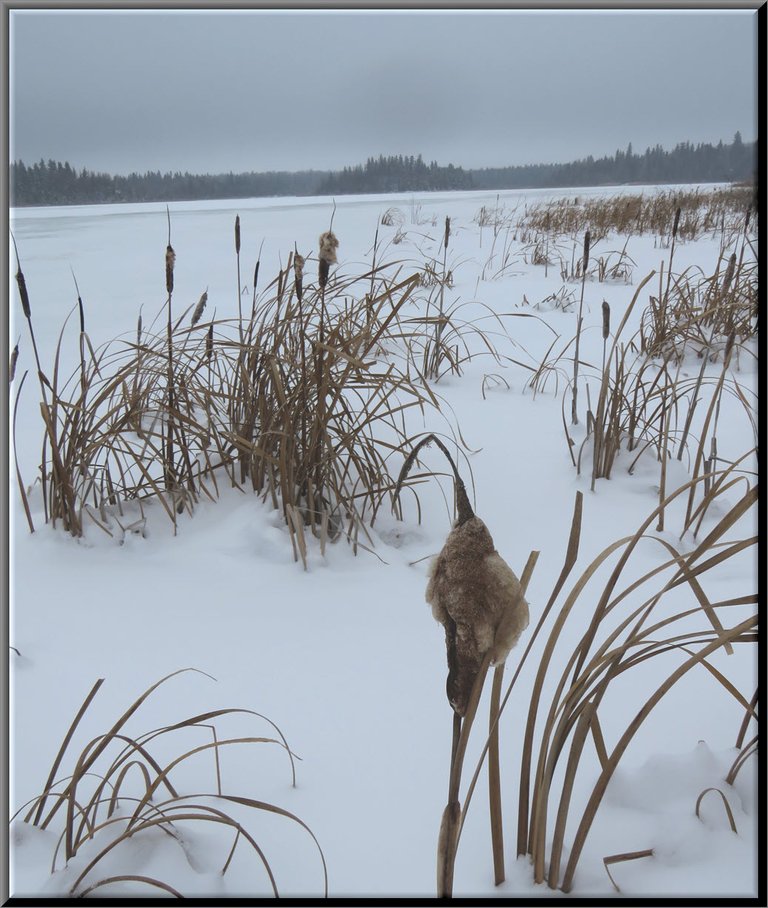 looking past bullrushes on the foggy frozen lake.JPG