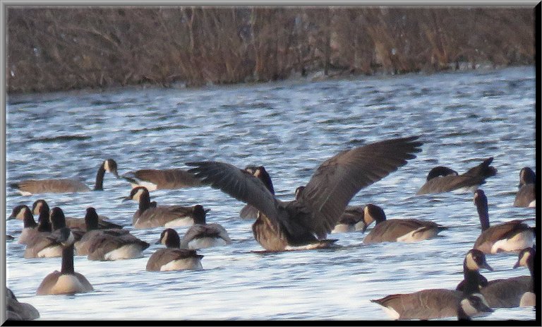 large Canada goose showing the full spread of wings back view.JPG