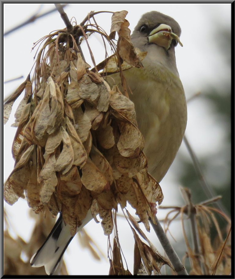 female grosbeak eating maple seed.JPG