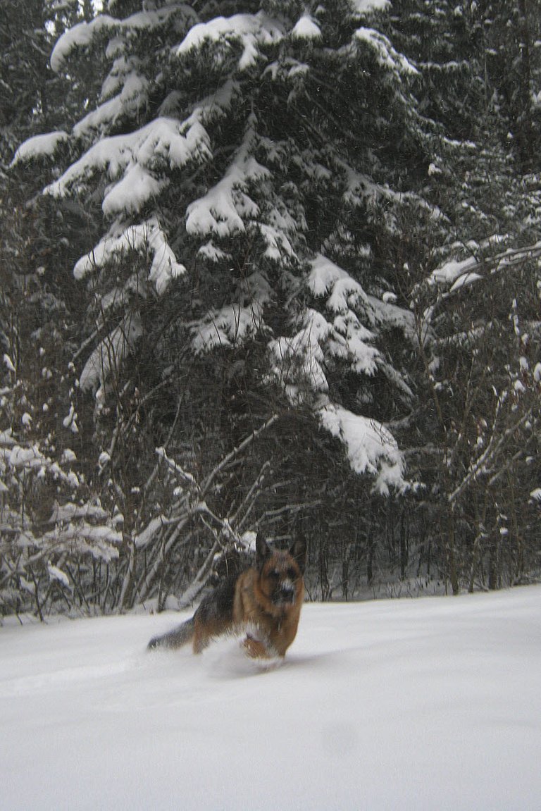 Bruno running through snow.JPG