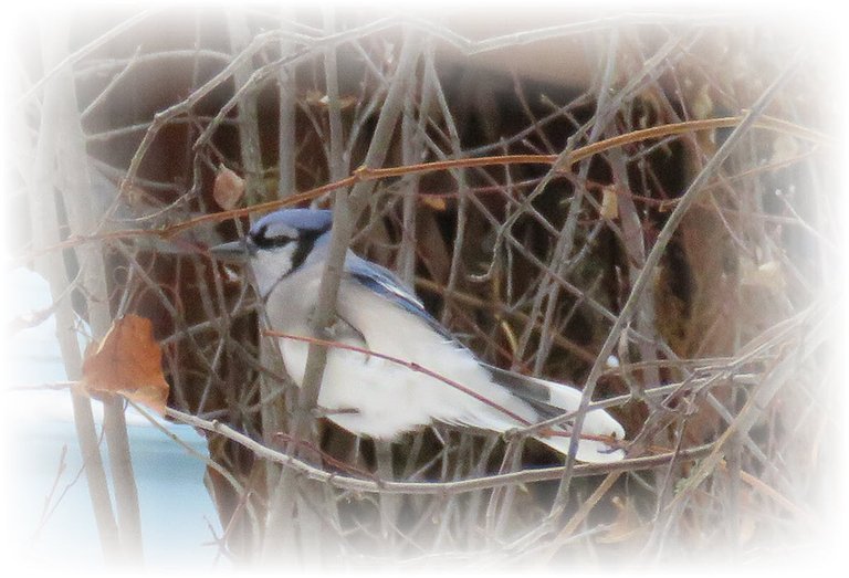 close up bluejay in branches by feeder.JPG