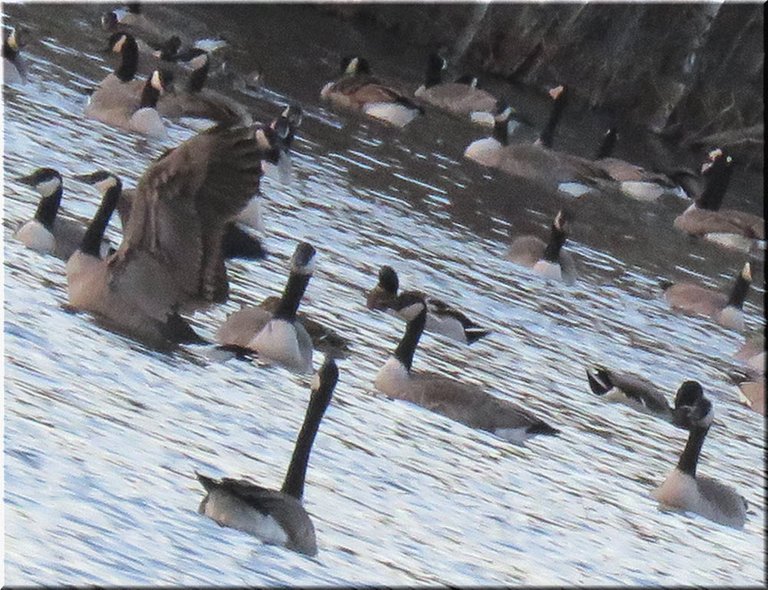 close up goose wings spread among other geese.JPG