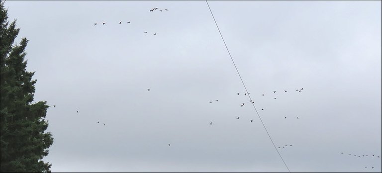 flocks of geese flying over opening in trees.JPG