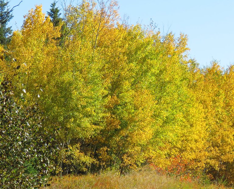 bright yellow orange mixed with green in the poplar trees.JPG